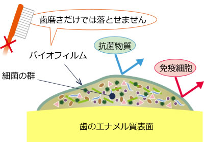 バイオフィルム｜釧路市新橋大通沿い　よしもと歯科・矯正